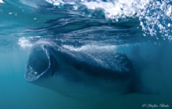 whaleshark, mexico, nikon d200 by Steffen Binke 
